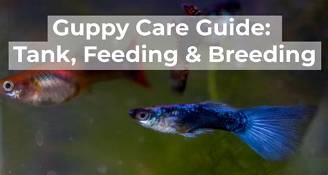 Guppy Care Guide Tank Feeding Breeding Fishkeepers Handbook