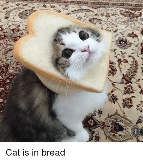 Its so true i try to tell what bread m cat chase look like now its,btw all your comic are draw so well keep up. Cat Is in Bread | Cat Meme on ME.ME