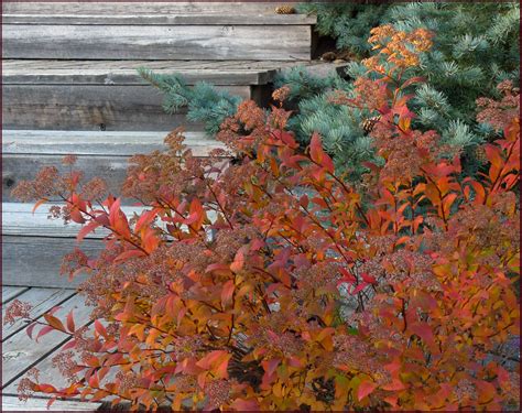 The Orange Red Autumn Foliage Of Spiraea Japonica Gold Flame Is Set