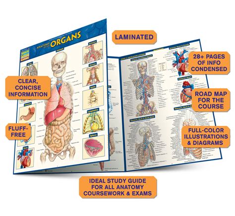 Quickstudy Anatomy Of The Organs Laminated Study Guide 9781423234630