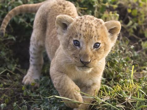 Cute Lion Cub Hd Desktop Wallpaper Widescreen High Definition