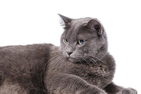 Young Adult British Shorthair Cat With Green Eyes Stock Photo Image