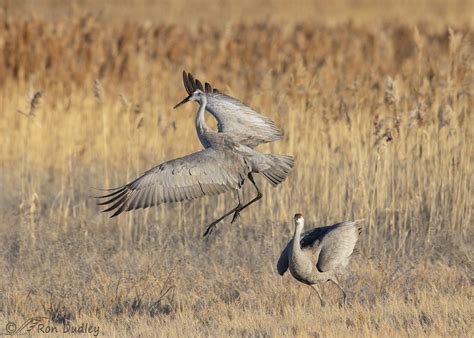 Sandhill Cranes Dancing At Bear River Mbr Yesterday Feathered Photography