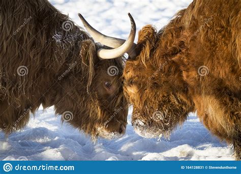 Duelling Highland Cows Stock Image Image Of Argue Duel 164128831