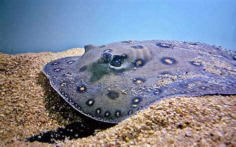 10 Fun And Interesting Facts About Freshwater Stingray Aquariumnexus