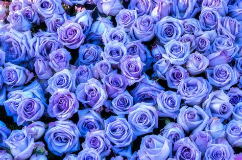 Purple Roses Background Photograph By Connie Cooper Edwards