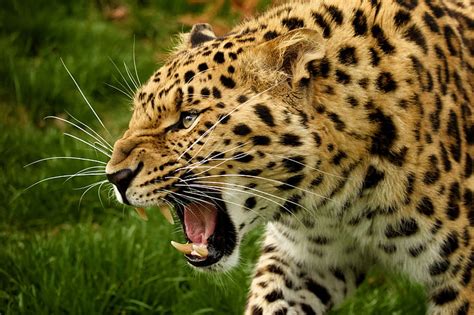 Face Predator Fangs Wild Cat The Amur Leopard Hd Wallpaper
