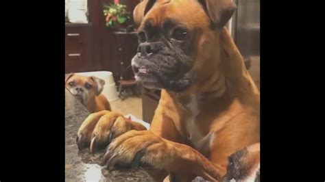 Ultimate Boxer Dog Compilation 6 The Best Of Funny Moments Youtube