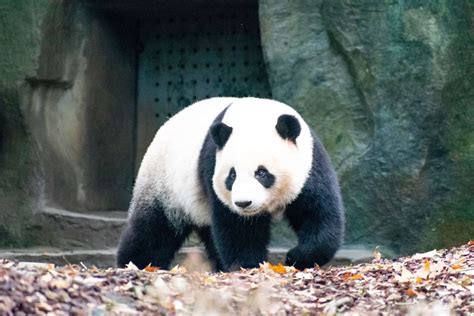 13 Unique Characteristics Of Giant Pandas Wildlife Informer