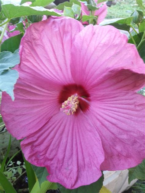 Hibiscus Flower There Are Several Varieties Of Hardy Hibiscus That