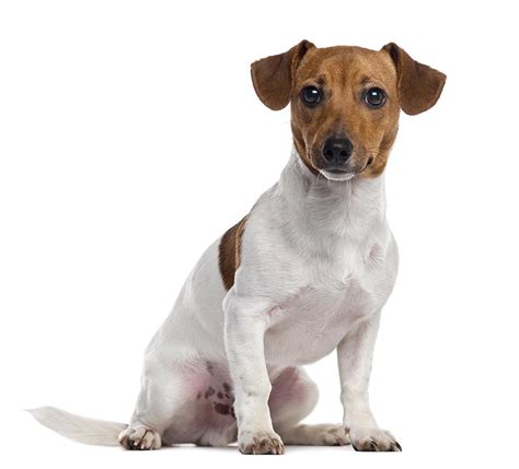 Jack Russell Terrier Breed Guide Petbarn