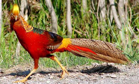 10 Most Beautiful And Unusual Looking Exotic Birds