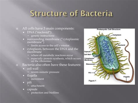 Ppt Bacterial Structure Powerpoint Presentation Free Download Id