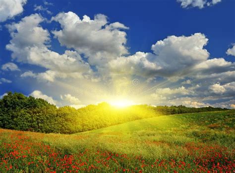 Sunrise Over The Spring Meadow Stock Image Image Of Floral Blue