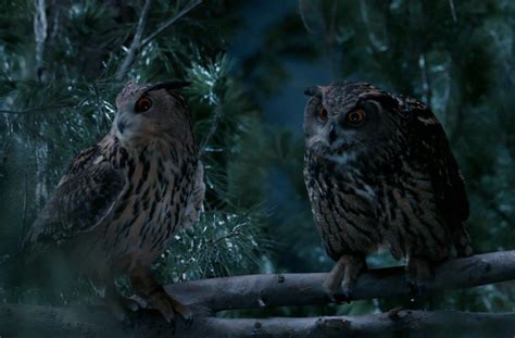 See more ideas about geico, hilarious, employee insurance. Geico, Owl :30 | Funny commercials, Bones funny, Best ...