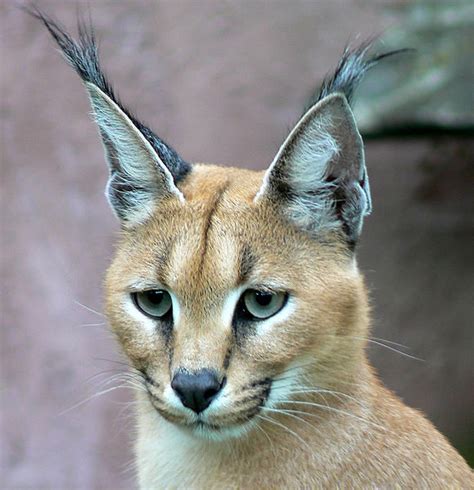 Candid traveller photos · millions of hotel reviews Caracal Hunting