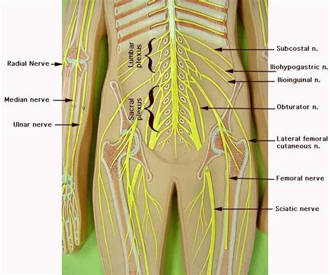 Spinal Nerves Model Labeled Google Search Brain Anatomy Human