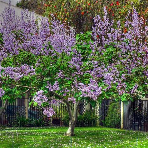 Bloomerang Lilac Trees For Sale