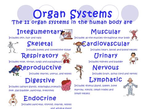 Read on to unearth mysteries and discover intriguing aspects of the structure and function of the organs and their. Human body structure and function