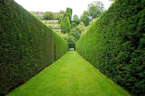 La siepe non è solo un elemento per proteggere il tuo giardino da sguardi indiscreti, per ripararlo dal vento o per creare delle recinzioni naturali. Le siepi da giardino: quale scegliere? - La guida al giardinaggio