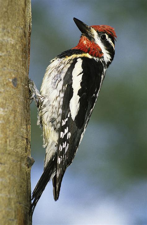The sapsuckers are four species of north american woodpeckers in the genus sphyrapicus. Male Yellow-bellied Sapsucker Photograph by Darwin Wiggett