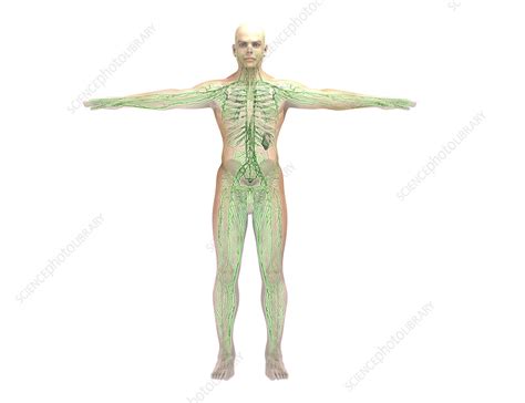 Lymphatic System Illustration Stock Image C0523916 Science