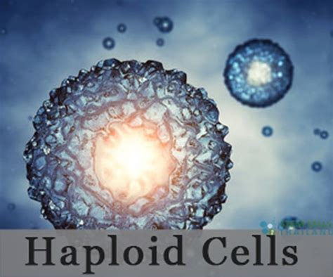 The liver parenchyma is primarily comprised of hepatocytes. Haploid Cell Function and Formation in Humans