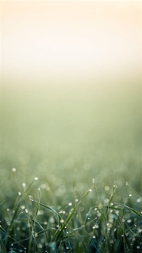 Blurred Minimalistic Grass Iphone Wallpapers Free Download