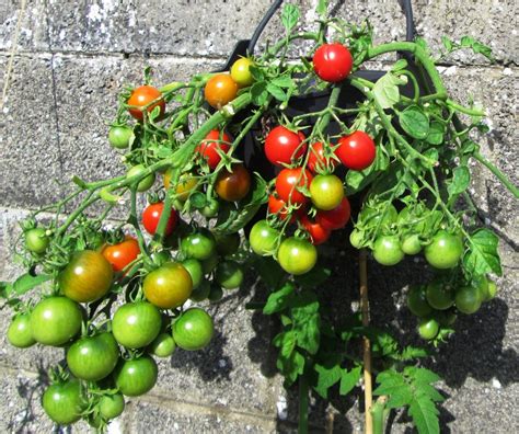 How To Grow A Tomato Plant From Seed In The Garden Dengarden