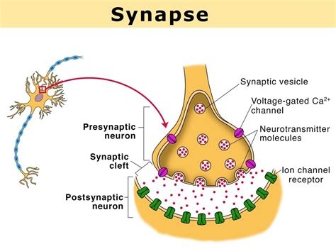 Synaptic Transmission Steps Synapses Types And Nature Of The Postsynaptic Change Science Online