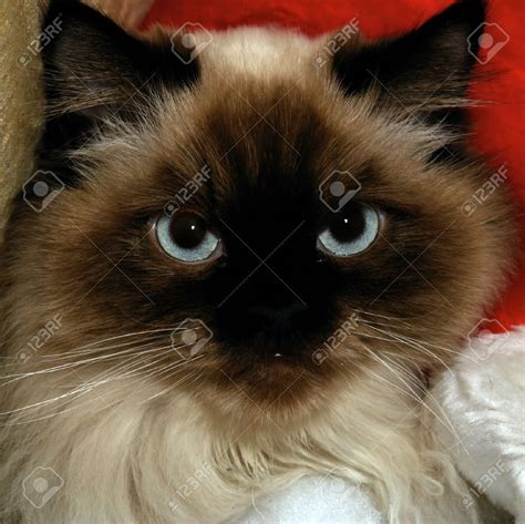 10 Things You Should Know About Himalayan Cat Seal Point Himalayan