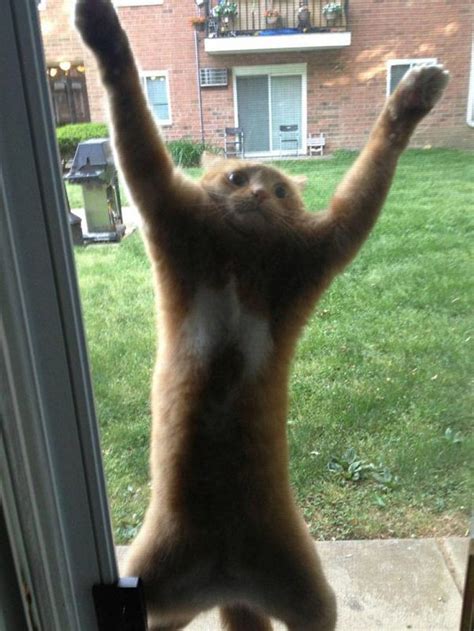 Hilarious Images Of Over Dramatic Cats You Wont Be Able To Hold Back