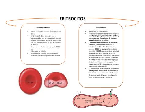 Eritrocitos Eritrocitos Funciones Transporte De Hemoglobina
