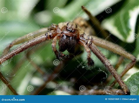 House Spider Stock Image Image Of Close Insect Arachnid 102651069