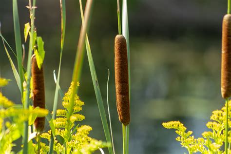 Cattail Plants The Supermarket Of The Swamp Pioneer Thinking