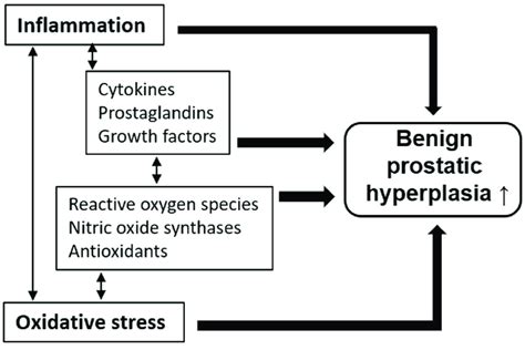 Pathological Mechanisms Of Benign Prostatic Hyperplasia Bph