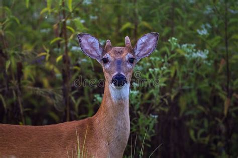 Closeup Shot Of A Surprised Deer Looking At The Camera With Trees In
