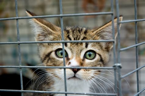 What is a feral cat? 8 Steps to Trap, Neuter, and Return Feral Cats - Catster