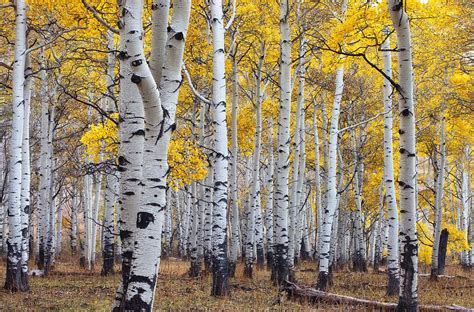 Aspen grow naturally in colonies where all trees quaking aspen is hardy in usda zones 2 to 8 and does not tolerate shade. Aspen Fever | Birch tree art, Aspen trees painting, Tree art