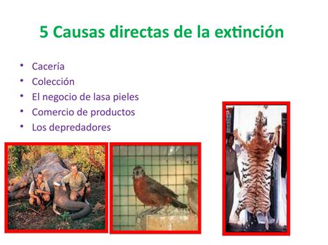 5 Causas Directas De La Extinción By Sebas Danii Issuu
