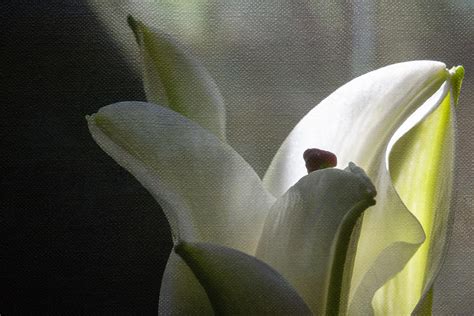 Winter Lily Photograph By Linda Dunn