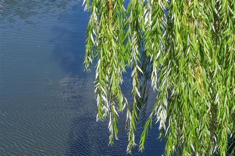 Hanging Branches Of A Weeping Willow Stock Photo Image Of Season