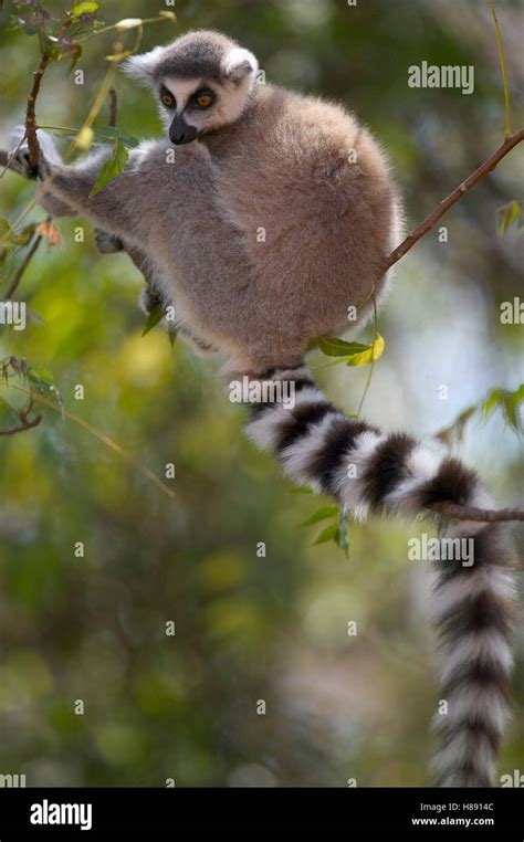 Ring Tailed Lemur Lemur Catta Sitting In A Tree Vulnerable Berenty