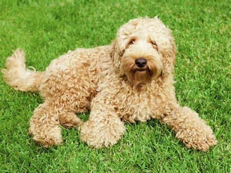 They will be under 25 pounds full grown. Labradoodle Breed Information