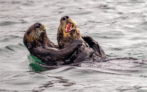 Sometimes being the worst can actually be kind of the best. Best Entries (So Far) Of Comedy Wildlife Photography ...