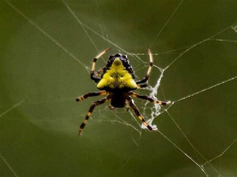 North Carolina Spiders Pictures And Spider Id Help Green Nature