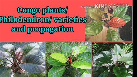 Congo Plants Philodendron Propagation Varieties And Care Youtube