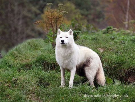 Nature Photography By Dave Roach Arctic Wolf Canis Lupus Arctos 6