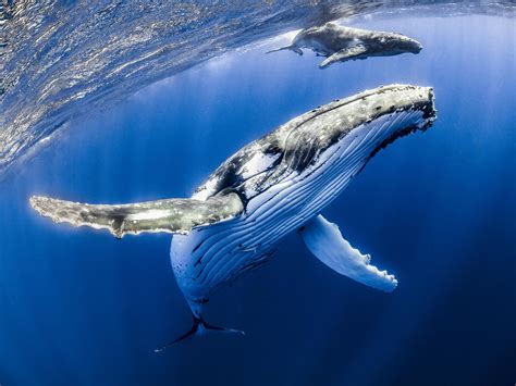 This article describes the different behaviours commonly observed at sea and the possible reasons for the behaviour. Hundreds of whales spotted in New York waters after ...