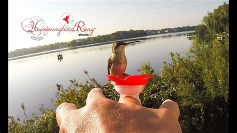 Hummingbird Ring Instructional Video Youtube